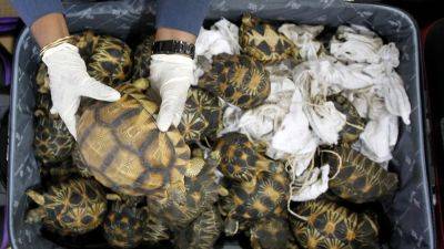 Agence FrancePresse - Malaysia arrests 6 ‘Ninja Turtle Gang’ members, seizes tortoises smuggled into the country - scmp.com - China - Usa - Malaysia - Cambodia - Barbados - city Kuala Lumpur