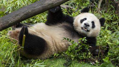 Pair of giant pandas from China acclimating to new home at San Diego Zoo - apnews.com - China - Usa - county San Diego