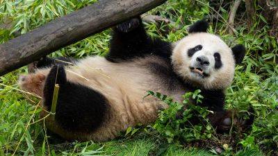 San Diego Zoo shares first look at new giant pandas following their arrival in US