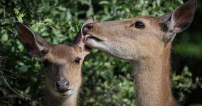 Swelling deer herd hems in South Korean islanders - asiaone.com - South Korea - county Park - county Island
