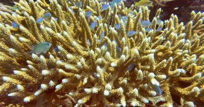 Coral bleachings devastate Bali reefs as sea temperatures rise