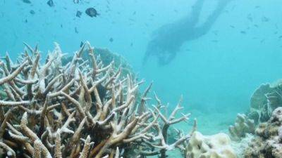 Reuters - Indonesia and US seal US$35 million coral reef debt swap - scmp.com - Usa - Indonesia - Thailand - county Gulf - county Forest - city Jakarta