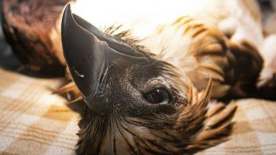 Killing of Philippine eagle sparks calls for tougher laws to save critically endangered bird