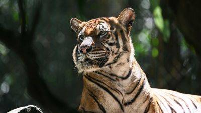 Malayan tiger teeters on ‘brink of extinction’ as spate of deaths sparks alarm