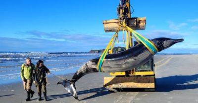 World’s Rarest Whale Washes Up on New Zealand Beach, Scientists Say