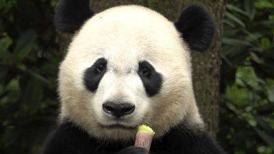 DIDI TANG - The winner in China’s panda diplomacy: the pandas themselves - apnews.com - China - Usa - Washington - San Francisco - county San Diego - city Beijing - city Washington