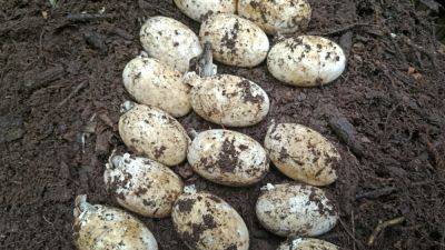 106 rare crocodile eggs are found in Cambodia, the biggest such discovery in 20 years