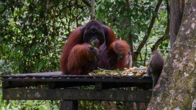 Can Malaysia conduct 'orangutan diplomacy' without shipping its apes abroad? Critics say there are better ideas