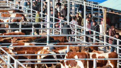 China aims to control dairy, beef output as weak sales hit prices