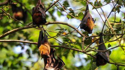 India is on alert after a fresh outbreak of the deadly Nipah virus. Here’s what you need to know