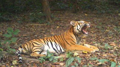 Tigers are disappearing from Southeast Asia. A forest in Thailand is offering new hope