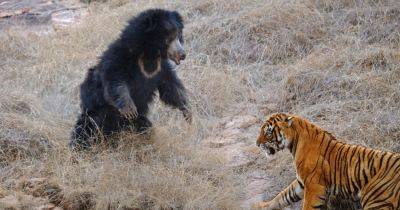 This Is What Happens When Tigers Try to Sneak Up on Small Bears - nytimes.com - India