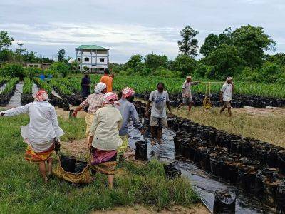 In India’s Assam, ‘hopes dashed’ for high returns on oil palm production - aljazeera.com - India