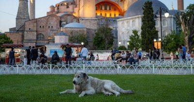 Turkey Aims to Cull Its Stray Dogs. Critics Say It’s About Politics.