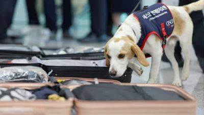 South Korea deploys sniffer dog to screen for bedbugs after Paris Olympics