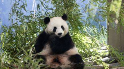 The Berlin Zoo is hoping for more German-born giant pandas as scans confirm a pregnancy - apnews.com - China - Germany - city Berlin