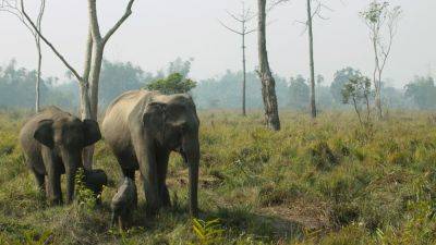 India launches app to lower deaths caused by wild elephants