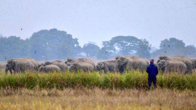 Samra Zulfaqar - Trying to avoid an elephant stampede? There’s an app for that - edition.cnn.com - China - India - city Sanskrit