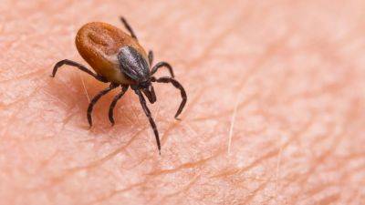 Kyodo - Highly fatal tick-borne infections surge in Japan, prompting outdoor activity warning - scmp.com - Japan - prefecture Yamaguchi - prefecture Ibaraki