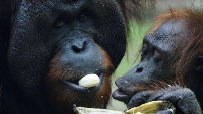 Malaysia commended for U-turn on ‘orangutan diplomacy’, focus on conservation