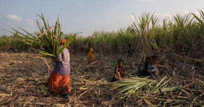 Sugar Industry Faces Pressure Over Coerced Hysterectomies and Labor Abuses - nytimes.com - India - New York