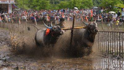 An oxen race in a small Indian farming village draws passionate crowds - apnews.com - India