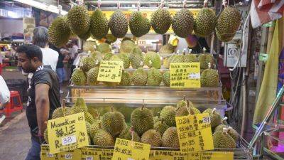 Ralph Jennings - Malaysia starts ‘luxury’ durian exports to China as Indonesia sniffs the market - scmp.com - China - Usa - Indonesia - Thailand - Malaysia - province Henan - Vietnam - province Sulawesi - city Jakarta