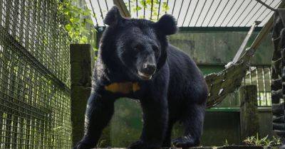 Hunters, conservationists join forces to protect Taiwan's Formosan black bear - asiaone.com - Taiwan