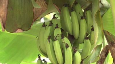 South Korea’s rising temperatures allow farmers to harvest bananas - scmp.com - South Korea