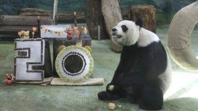 Taipei zoo’s veteran giant panda Yuanyuan celebrates her 20th birthday - apnews.com - China - Taiwan - Brazil - city Beijing - city Taipei, Taiwan