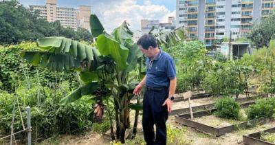 Kim Kwang - As temperatures rise, South Korean farmers experiment with tropical bananas - asiaone.com - South Korea - city Seoul