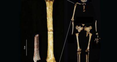 Tiny arm bone unlocks mystery of Indonesia's extinct 'Hobbit' people - asiaone.com - Indonesia