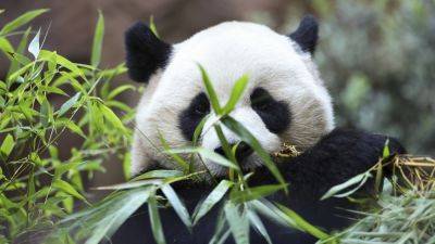 Meet America’s newest giant pandas, Yun Chuan and Xin Bao