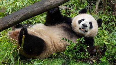 San Diego Zoo’s new giant pandas make their public debut