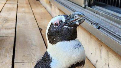 A runaway penguin spent two weeks missing at sea. A typhoon may have saved her - edition.cnn.com - Japan - city Tokyo