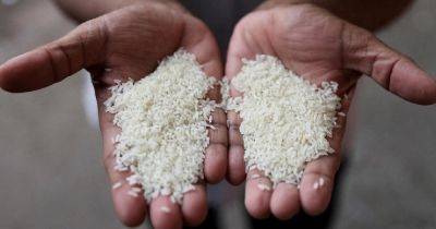 India removes floor price for basmati rice exports to claw back global share