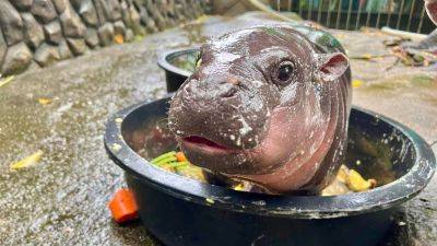 Kocha Olarn - Baby pygmy hippo Moo Deng is Thailand’s latest online sensation. But her keeper is worried about her fame - edition.cnn.com - Thailand - city Bangkok