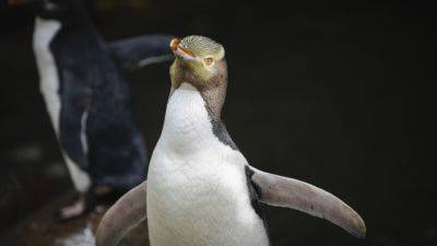 A shy penguin wins New Zealand’s bird election after campaign filled with memes and tattoos - apnews.com - New Zealand - Britain - city Wellington, New Zealand