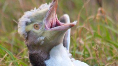 Noisy, smelly yellow-eyed penguin wins New Zealand’s bird of the year