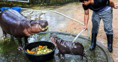 Thai baby hippo internet star Moo Deng draws thousands, overwhelming zoo