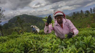 Sri Lanka’s plantation workers live on the margins. But politicians still want their votes