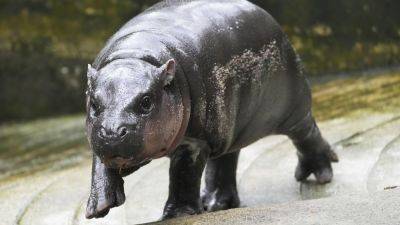 The Thai zoo home to baby hippo and internet sensation Moo Deng is patenting the pygmy