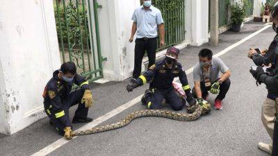 Associated Press - Python grabs Thai woman in her kitchen, squeezes her two hours before she can be freed - scmp.com - Thailand - city Bangkok