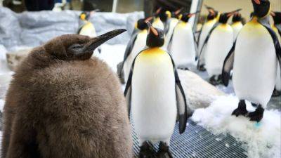 Huge Australian penguin chick Pesto sets social media abuzz with ‘adorable baby fluff’