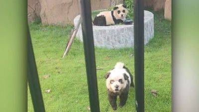 ‘Panda Dogs’: Chinese zoo goes viral for luring visitors with painted pups