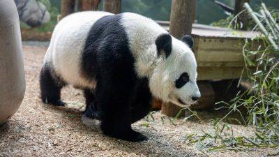 Zoo Atlanta bids farewell to pandas after 25 years - edition.cnn.com - China - Usa - Washington - county San Diego - city Atlanta