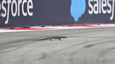 Ben Morse - ‘It looks like a dragon!’ F1 practice in Singapore halted after lizard runs onto track - edition.cnn.com - Singapore - Britain - city Singapore