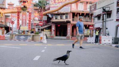 The Star - Malaysia resort stops using shotguns to kill crows after backlash - scmp.com - Malaysia