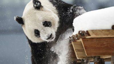 A zoo in Finland is returning giant pandas to China because they’re too expensive to keep