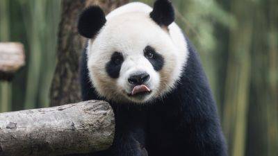 Hong Kong welcomes new giant pandas gifted by Beijing, raising hopes for tourism boost - apnews.com - China - Hong Kong - Britain - city Beijing - city Hong Kong